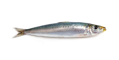 picture of sardine fish|37,900+ Sardine Stock Photos, Pictures & Royalty .